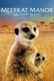 Meerkat Manor: The Story Begins 2008 one on netflix