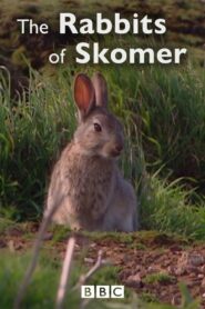 The Rabbits of Skomer 2006 one on netflix