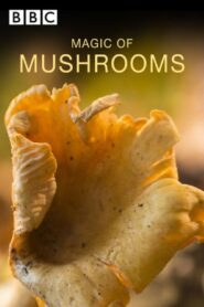 The Magic of Mushrooms 2014 one on netflix