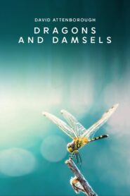 Dragons and Damsels 2019 one on netflix