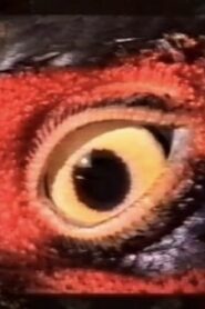 Hope/Microcosmos 1996 one on netflix