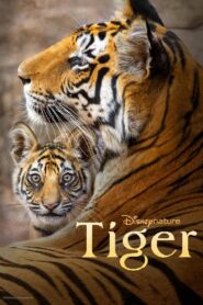 Tiger 2024 one on netflix