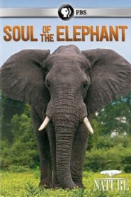 Soul of the Elephant 2015 one on netflix