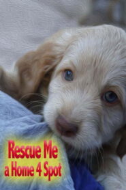 Rescue Me: A Home 4 Spot 2019 one on netflix