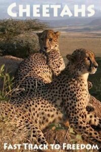 Cheetahs: Fast Track to Freedom 2004 one on netflix