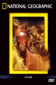 The Noble Horse 1999 one on netflix