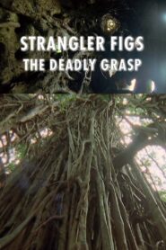 Strangler Figs: The Deadly Grasp 2000 one on netflix