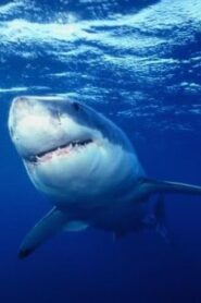 Great White Shark 1995 one on netflix