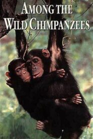 Among the Wild Chimpanzees 1984 one on netflix