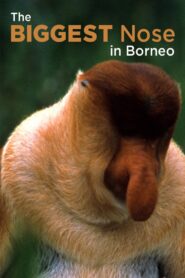 The Biggest Nose in Borneo 2003 one on netflix