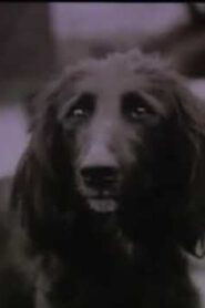 The Dog Was Running 1990 one on netflix