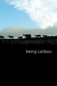 Being Caribou 2005 one on netflix