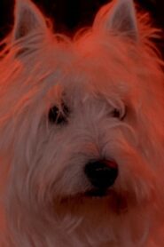Two Dragons 1996 one on netflix