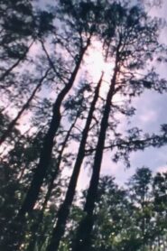Wilderness: A Country in the Mind 1984 one on netflix