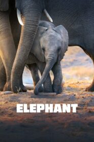 Elephant 2020 one on netflix