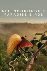 Attenborough’s Paradise Birds 2015 one on netflix