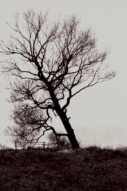 The Harrowed Coast 1992 one on netflix