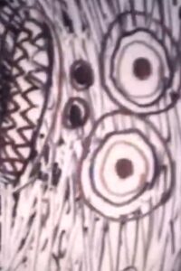 ABCD 1985 one on netflix