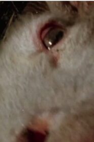 White Cassandra 1968 one on netflix